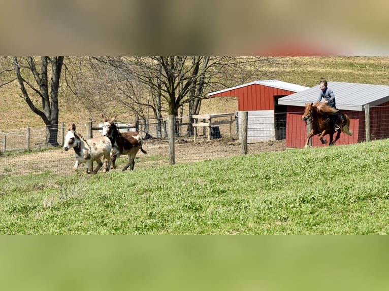 More ponies/small horses Gelding 10 years 11 hh Chestnut in Fresno