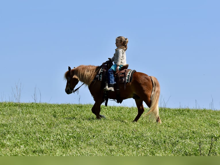 More ponies/small horses Gelding 10 years 11 hh Chestnut in Fresno