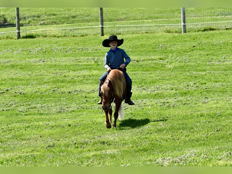 More ponies/small horses Gelding 10 years 11 hh Chestnut in Fresno
