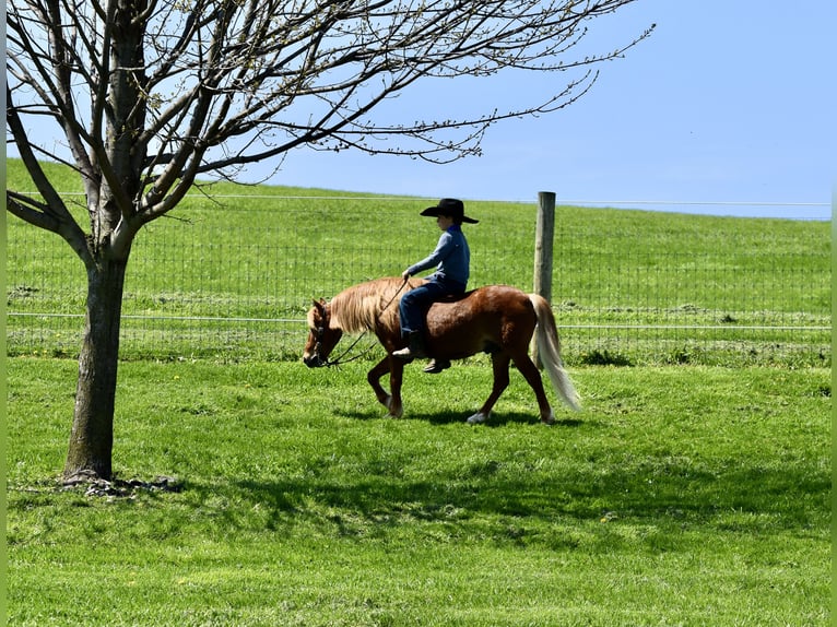 More ponies/small horses Gelding 10 years 11 hh Chestnut in Fresno