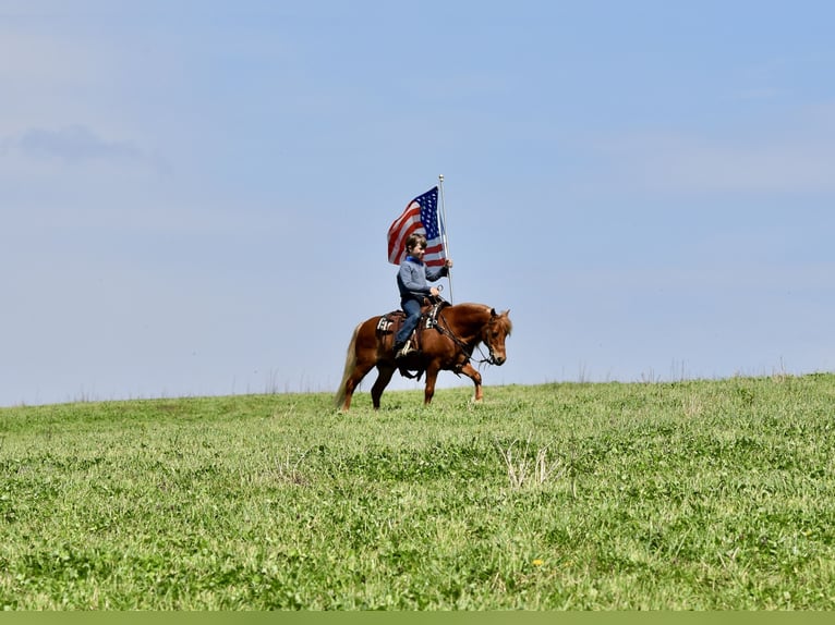 More ponies/small horses Gelding 10 years 11 hh Chestnut in Fresno
