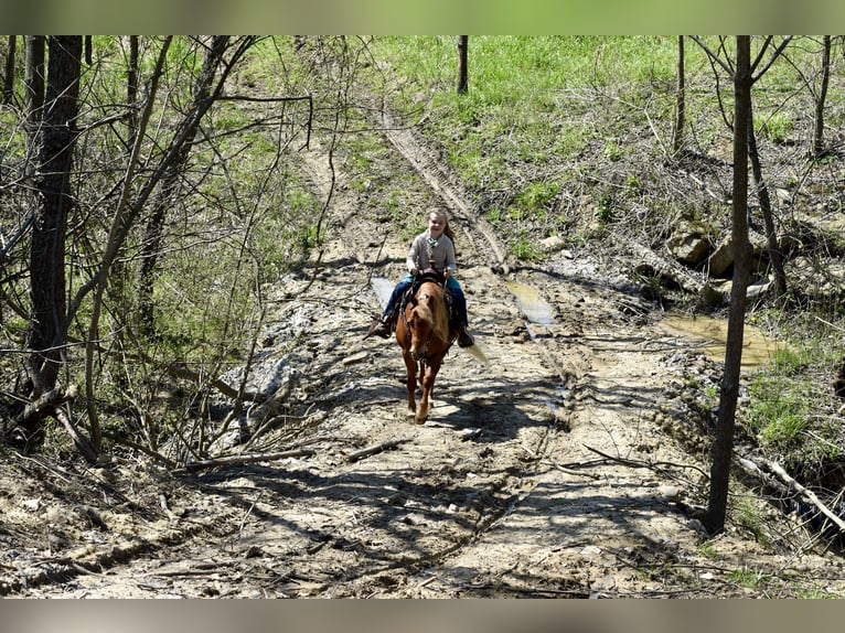 More ponies/small horses Gelding 10 years 11 hh Chestnut in Fresno