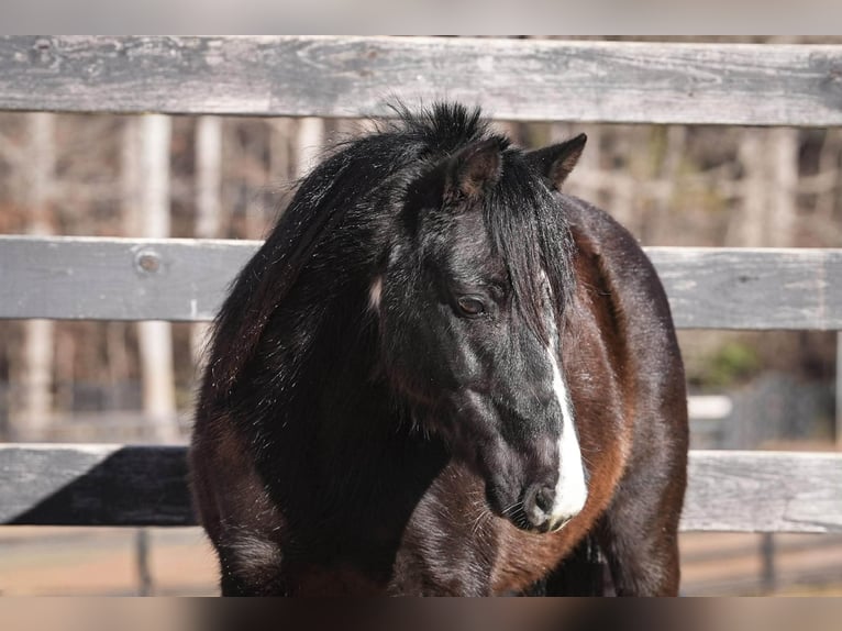 More ponies/small horses Gelding 10 years 11 hh Pinto in Clover
