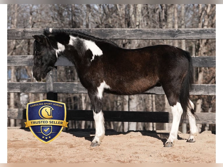 More ponies/small horses Gelding 10 years 11 hh Pinto in Clover