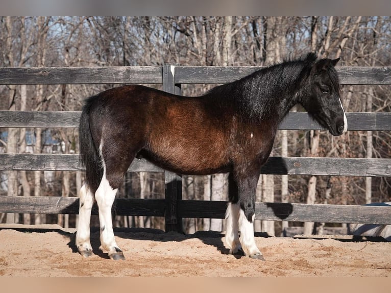 More ponies/small horses Gelding 10 years 11 hh Pinto in Clover