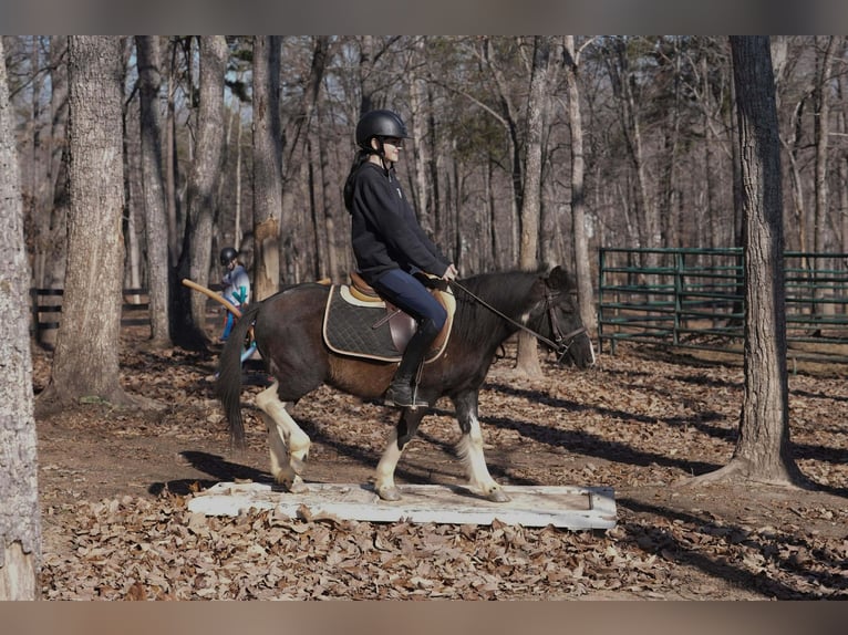 More ponies/small horses Gelding 10 years 11 hh Pinto in Clover