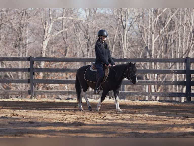 More ponies/small horses Gelding 10 years 11 hh Pinto in Clover