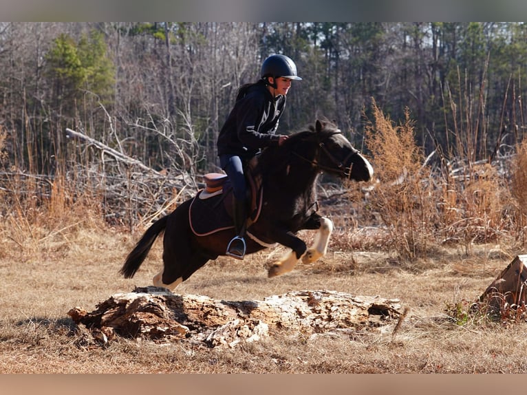 More ponies/small horses Gelding 10 years 11 hh Pinto in Clover