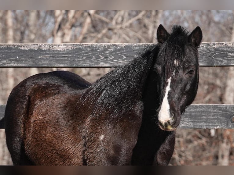 More ponies/small horses Gelding 10 years 11 hh Pinto in Clover
