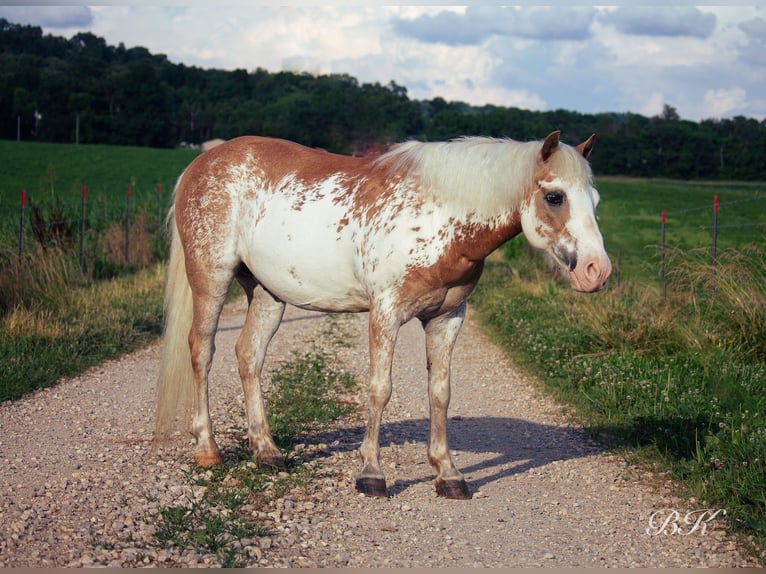 More ponies/small horses Gelding 10 years 11,1 hh in Depauw, IN