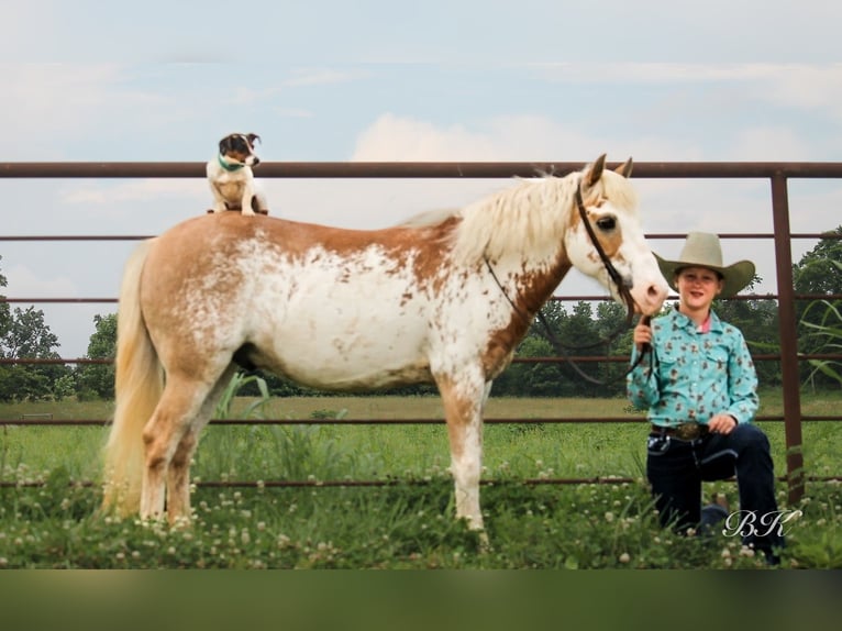 More ponies/small horses Gelding 10 years 11,1 hh in Depauw, IN
