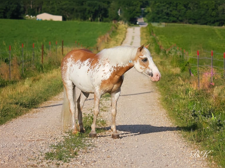 More ponies/small horses Gelding 10 years 11,1 hh in Depauw, IN
