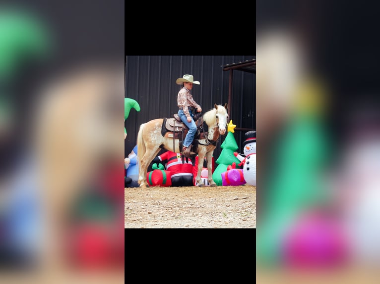 More ponies/small horses Gelding 10 years 11,1 hh in Depauw, IN