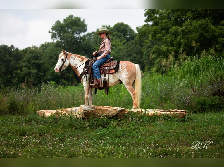More ponies/small horses Gelding 10 years 11,1 hh in Depauw, IN