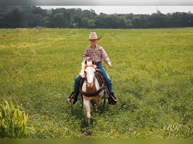 More ponies/small horses Gelding 10 years 11,1 hh in Depauw, IN