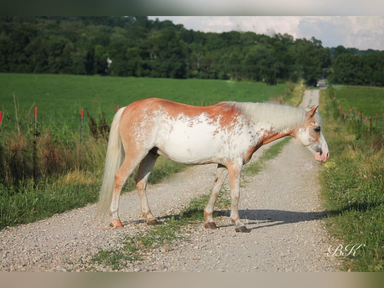 More ponies/small horses Gelding 10 years 11,1 hh in Depauw, IN