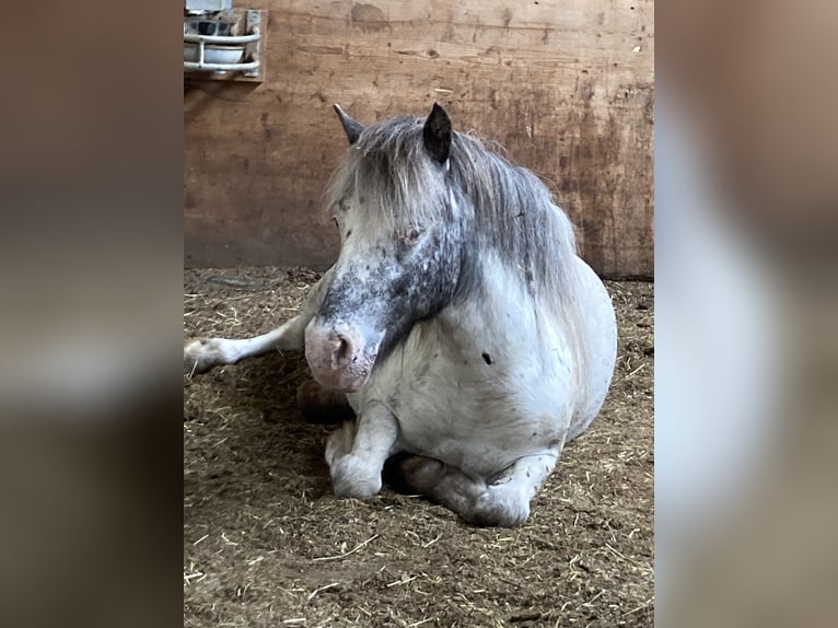 More ponies/small horses Mix Gelding 10 years 11,2 hh Leopard-Piebald in Schn&#xFC;rpflingen