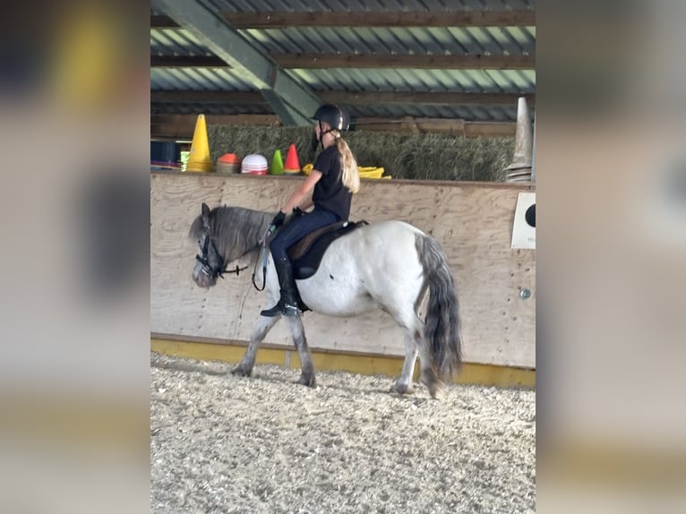 More ponies/small horses Mix Gelding 10 years 11,2 hh Leopard-Piebald in Schn&#xFC;rpflingen
