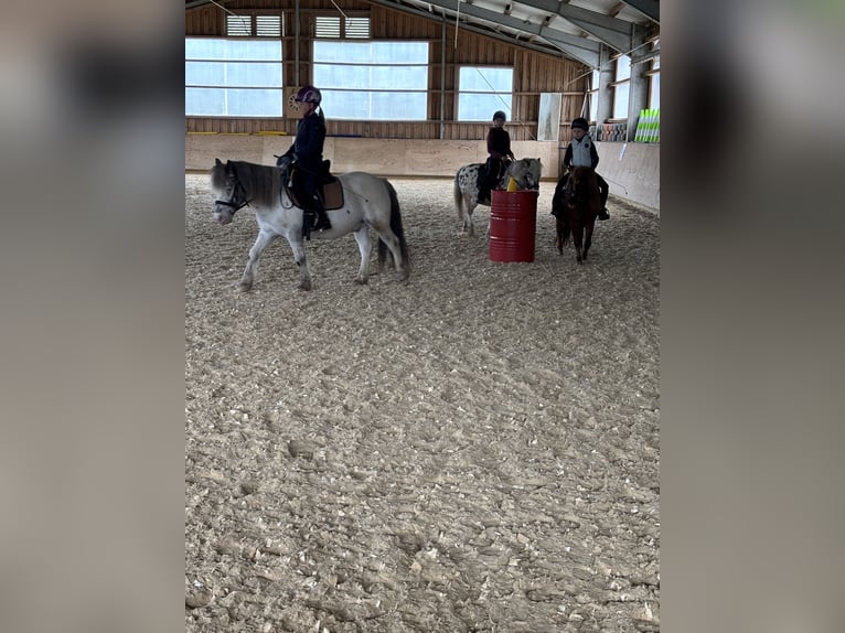 More ponies/small horses Mix Gelding 10 years 11,2 hh Leopard-Piebald in Schn&#xFC;rpflingen