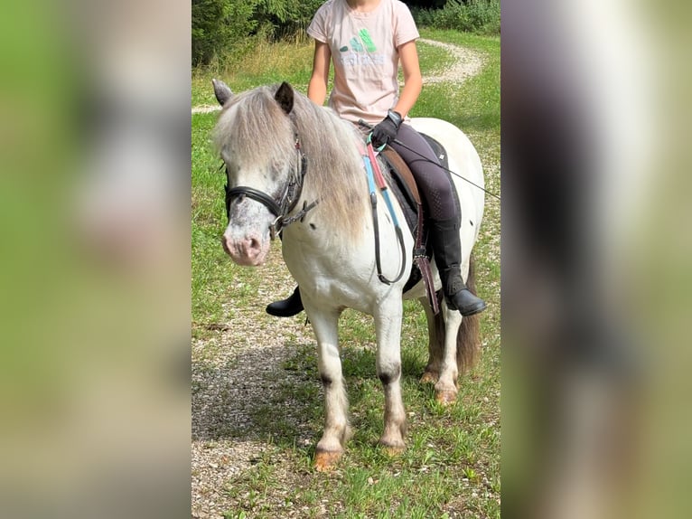 More ponies/small horses Mix Gelding 10 years 11,2 hh Leopard-Piebald in Schn&#xFC;rpflingen
