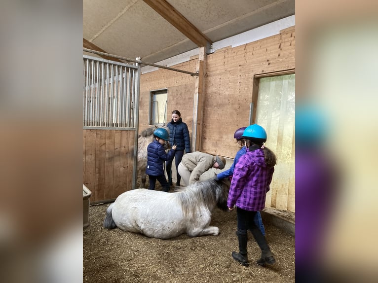 More ponies/small horses Mix Gelding 10 years 11,2 hh Leopard-Piebald in Schn&#xFC;rpflingen