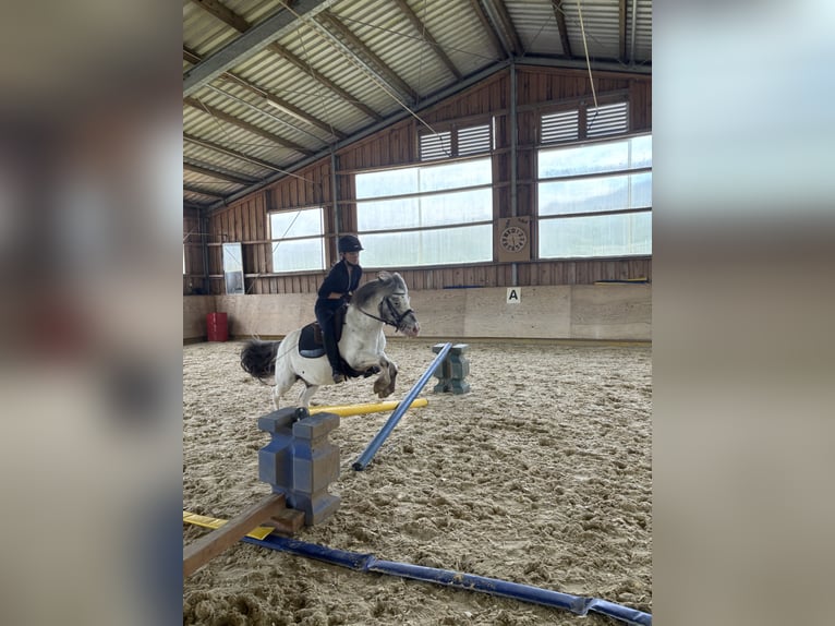 More ponies/small horses Mix Gelding 10 years 11,2 hh Leopard-Piebald in Schn&#xFC;rpflingen
