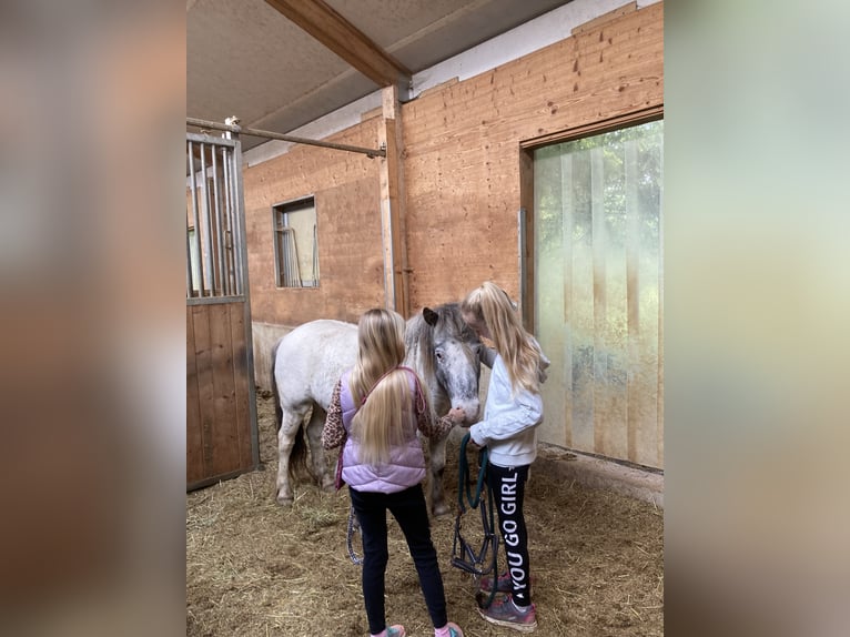 More ponies/small horses Mix Gelding 10 years 11,2 hh Leopard-Piebald in Schn&#xFC;rpflingen