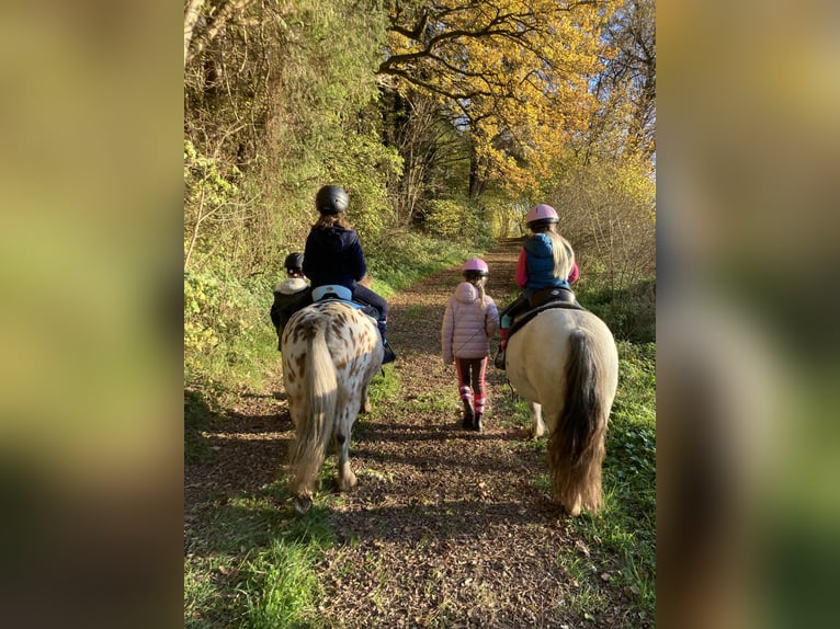 More ponies/small horses Mix Gelding 10 years 11,2 hh Leopard-Piebald in Schn&#xFC;rpflingen