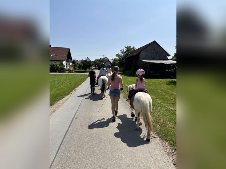 More ponies/small horses Mix Gelding 10 years 11,2 hh Leopard-Piebald in Schn&#xFC;rpflingen