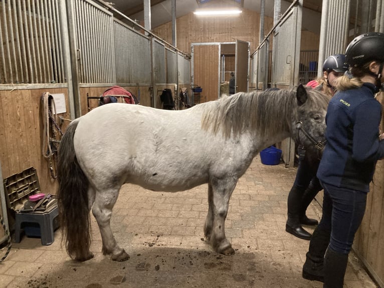 More ponies/small horses Mix Gelding 10 years 11,2 hh Leopard-Piebald in Schn&#xFC;rpflingen