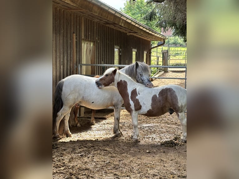 More ponies/small horses Mix Gelding 10 years 11,2 hh Leopard-Piebald in Schn&#xFC;rpflingen