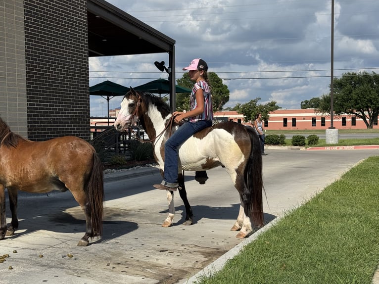 More ponies/small horses Gelding 10 years 11,2 hh Overo-all-colors in Cleburne, TX