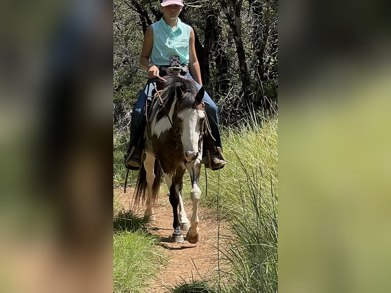 More ponies/small horses Gelding 10 years 11,2 hh Overo-all-colors in Cleburne, TX