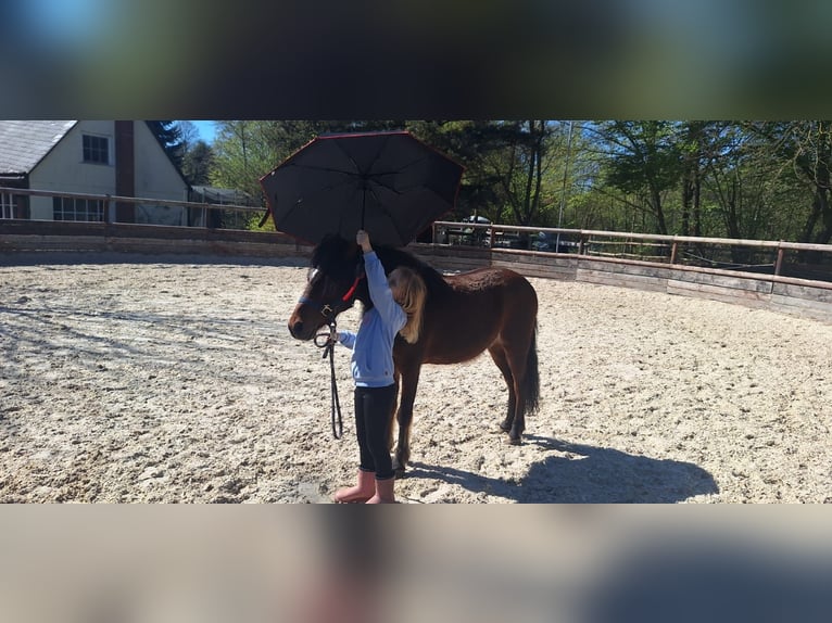 More ponies/small horses Mix Gelding 10 years 12 hh Brown in Warstein