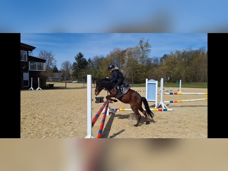 More ponies/small horses Mix Gelding 10 years 12 hh Brown in Warstein