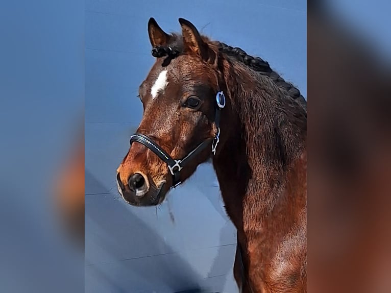 More ponies/small horses Mix Gelding 10 years 12 hh Brown in Warstein