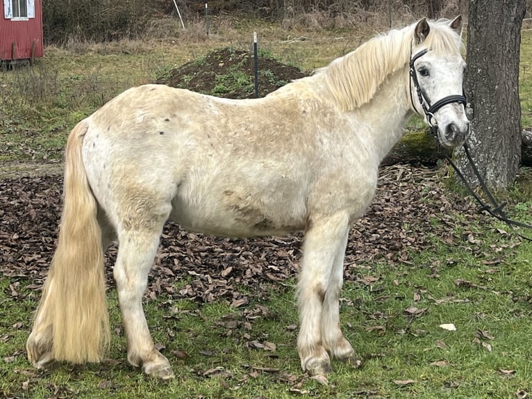 More ponies/small horses Gelding 10 years 12,1 hh Leopard-Piebald in Ursensollen