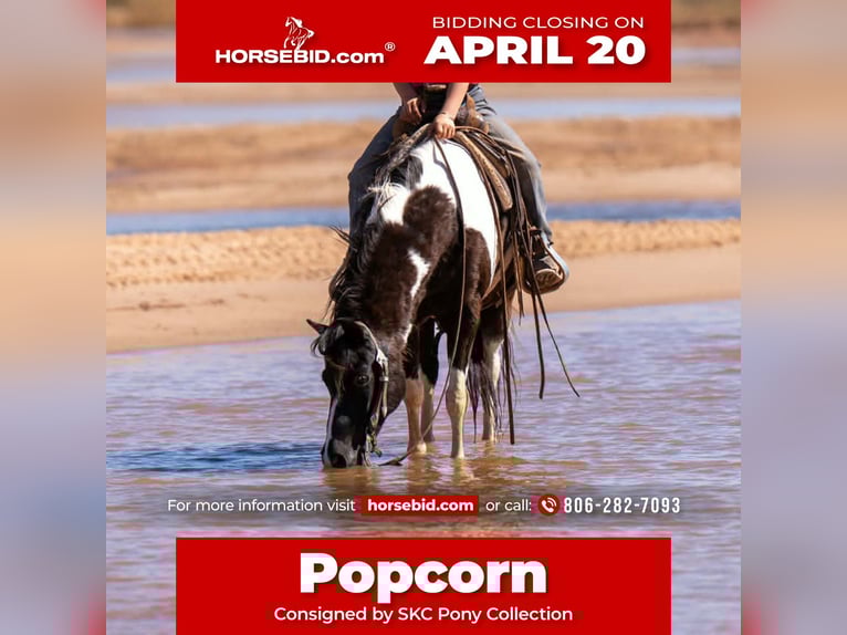 More ponies/small horses Gelding 10 years 12,2 hh Pinto in Canyon