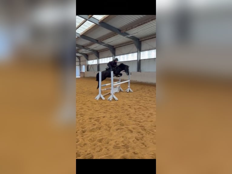 More ponies/small horses Gelding 10 years 13.1 hh Black in Amstetten
