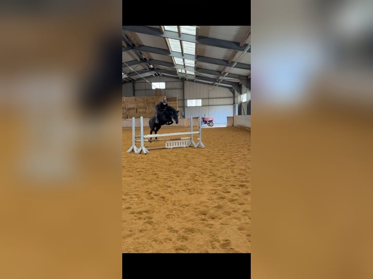 More ponies/small horses Gelding 10 years 13.1 hh Black in Amstetten