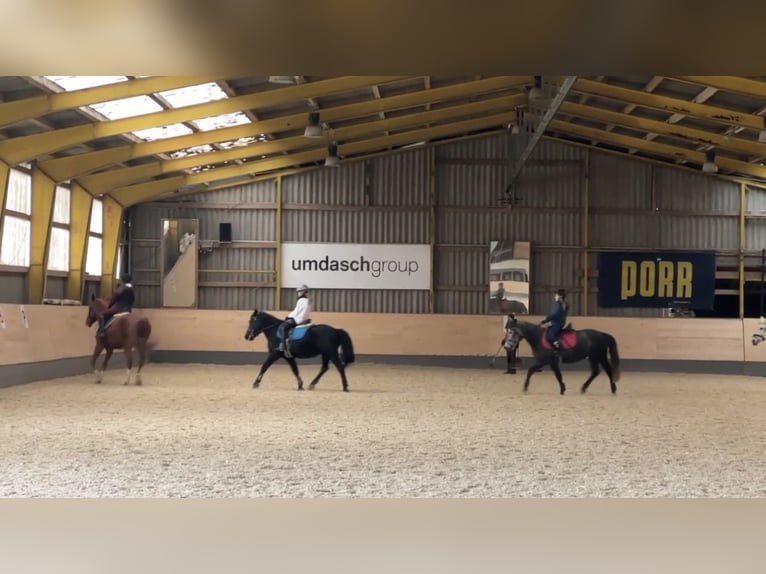 More ponies/small horses Gelding 10 years 13.1 hh Black in Amstetten