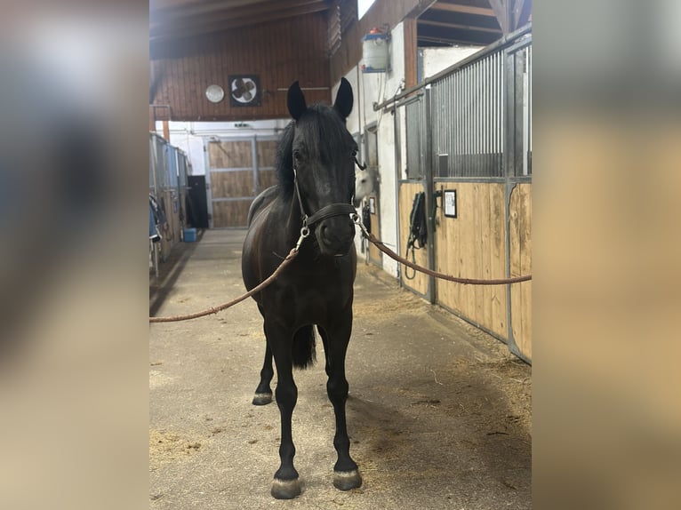 More ponies/small horses Gelding 10 years 13.1 hh Black in Amstetten