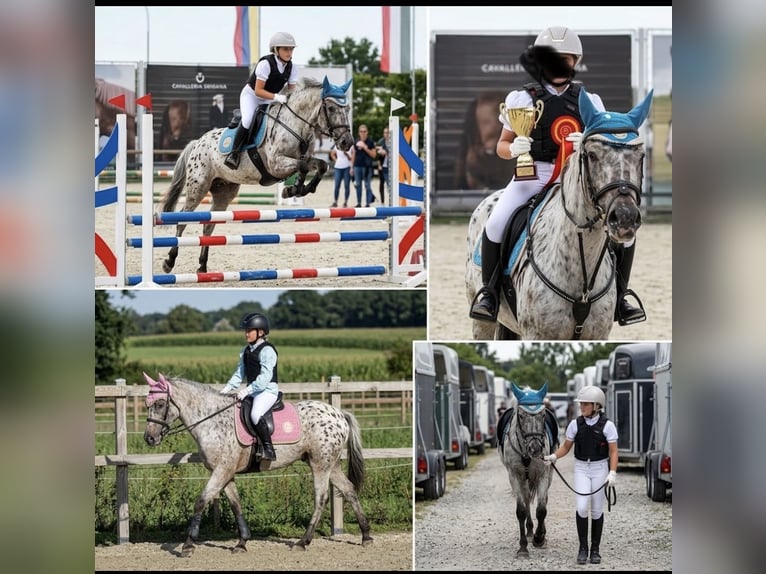 More ponies/small horses Mix Gelding 10 years 13.1 hh Leopard-Piebald in Kaldenkirchen