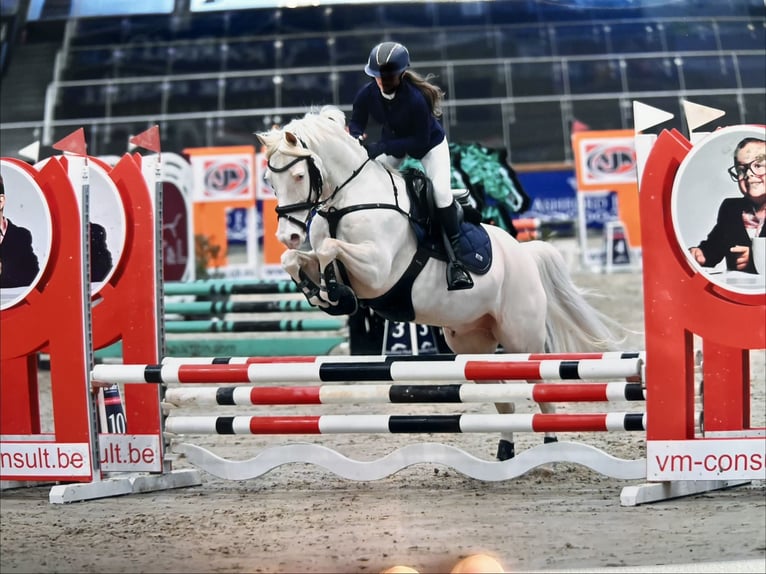 More ponies/small horses Gelding 10 years 13.3 hh Cremello in Hasselt