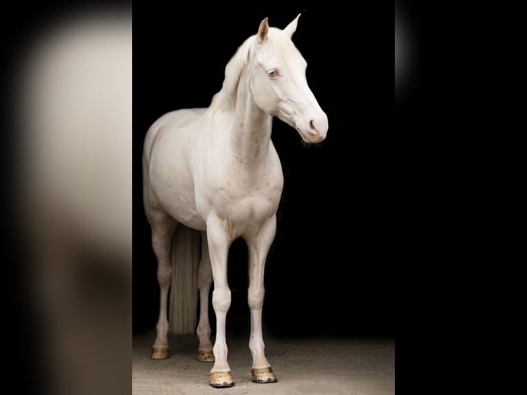 More ponies/small horses Gelding 10 years 13.3 hh Cremello in Hasselt