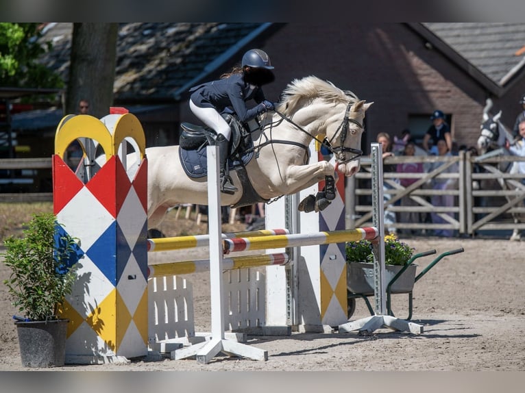 More ponies/small horses Gelding 10 years 13.3 hh Cremello in Hasselt