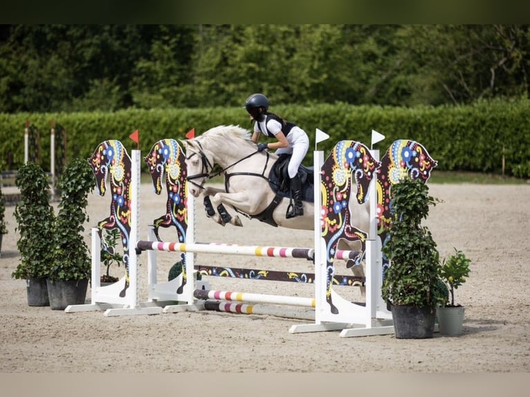 More ponies/small horses Gelding 10 years 13.3 hh Cremello in Hasselt