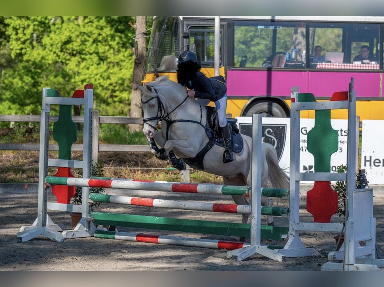 More ponies/small horses Gelding 10 years 13.3 hh Cremello in Hasselt