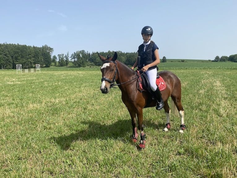 More ponies/small horses Gelding 10 years 13 hh Brown in Netolice