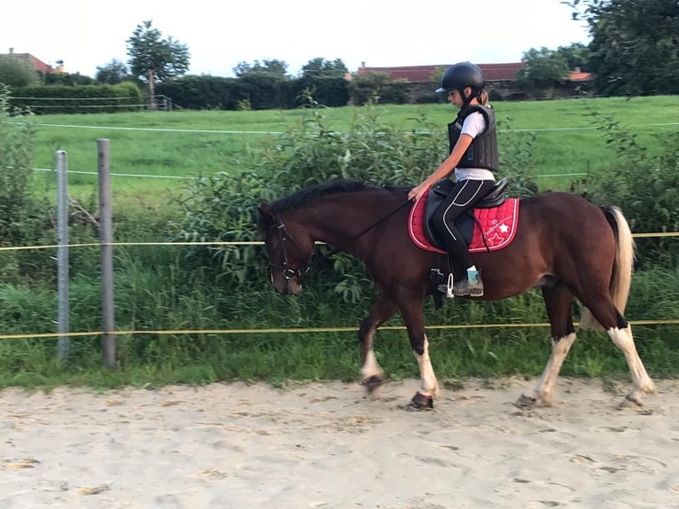 More ponies/small horses Gelding 10 years 13 hh Brown in Netolice